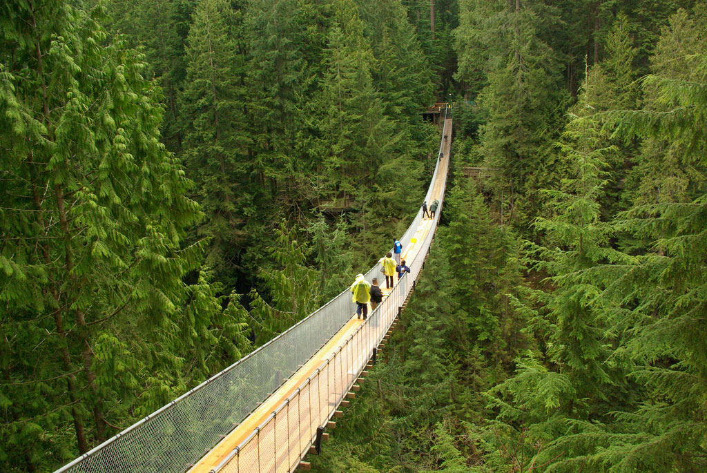 A narrow pedestrian suspension bridge disappears into the trees.