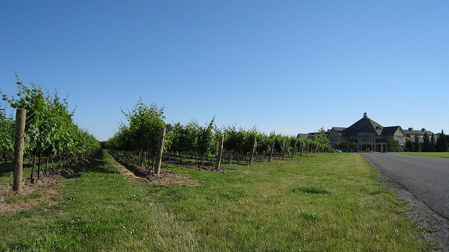 Rows of grapes line a drive heading towards a large estate house at Peller Estates.
