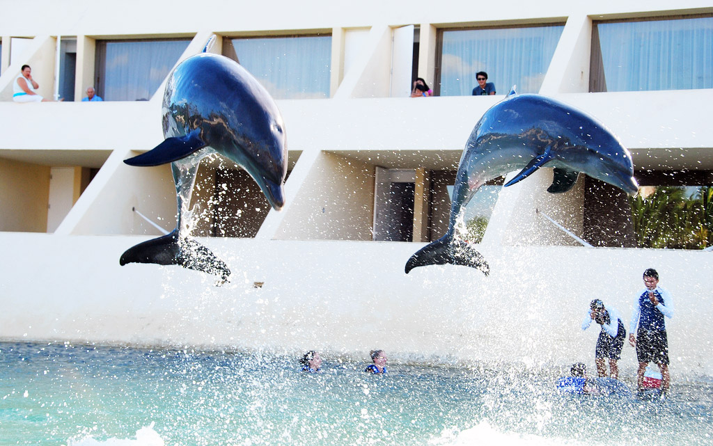 Spectators watch as two dolphins leap synchronized out of the water.