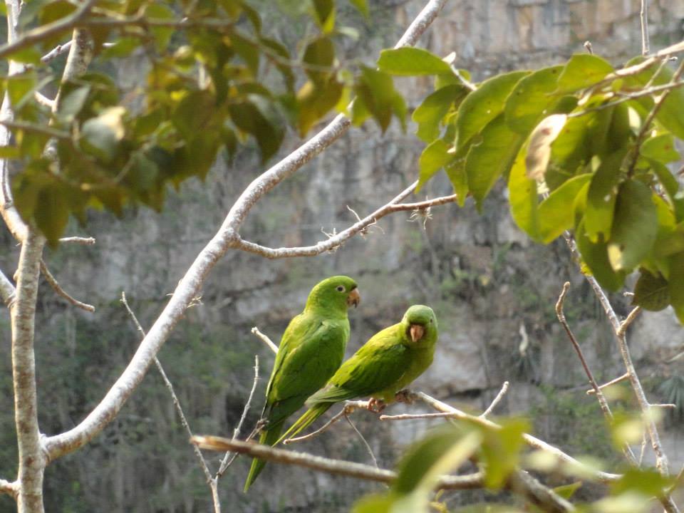 A pair of green parrots perch on a branch with the limestone wall of the sima visible beyond them.