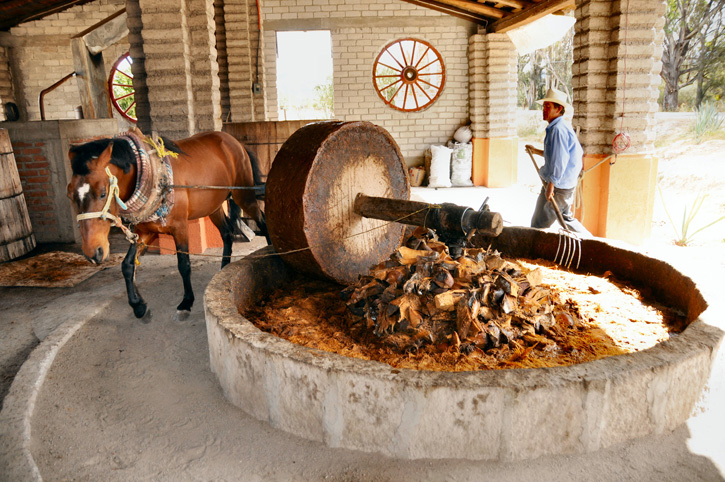 Grinding agave with a stone wheel during the production of mezcal.