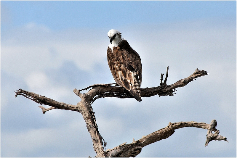 An osprey sits perched on a bare tree branch.
