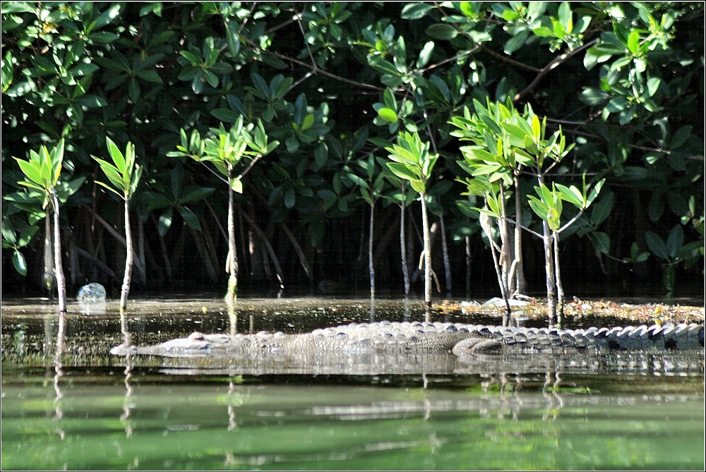 A crocodile floats half-submerged in glassy green water near the bank.