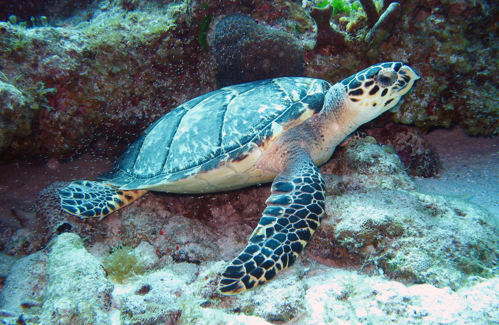 A sea turtle floats underwater near some rocks.