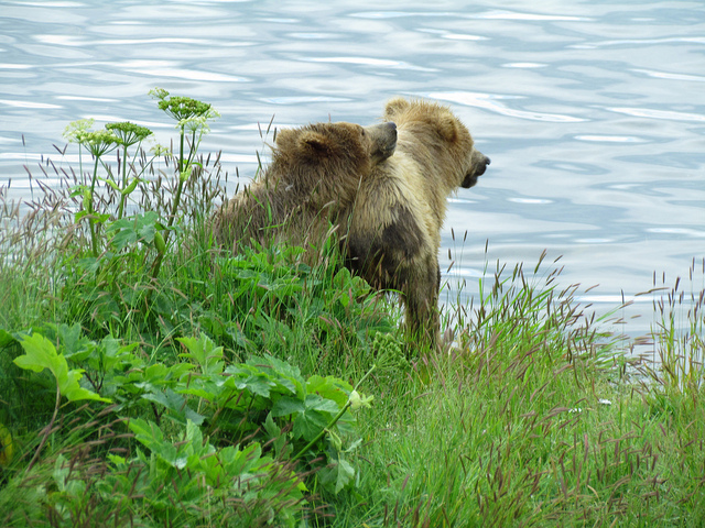 Two brown bears sit in the grass at the edge of the water.