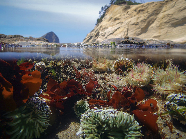 Above and below a tidepool at Cape Kiwanda. 