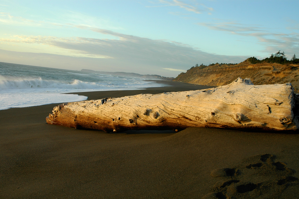 Driftwood of a nearly whole tree trunk sits on the shore.