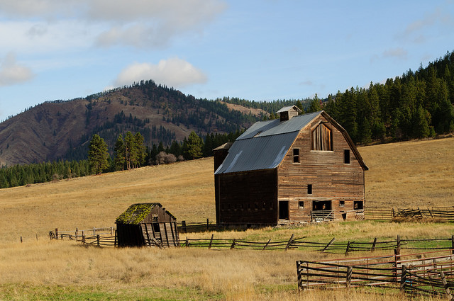 An abandoned barn in a grassy field in the Ellensburg countryside.