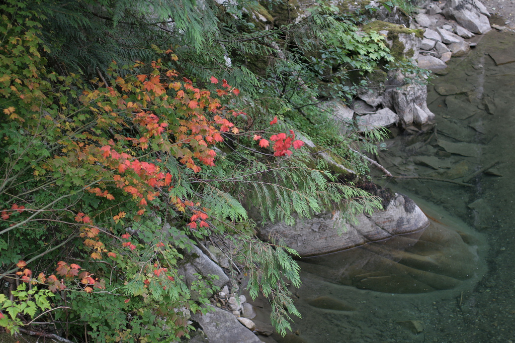 At the clear river's edge, overhanging leaves are sprinkled with bright reds amongst the green.