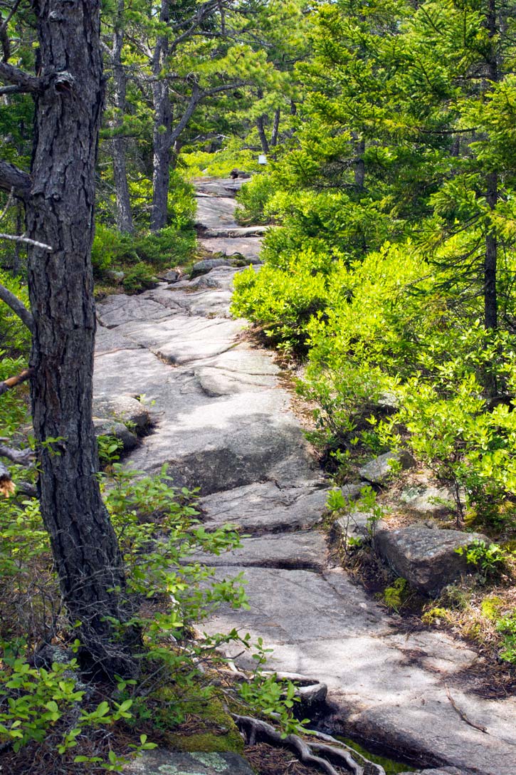 Exposed stone amongst conifers on the Gorham Mountain Trail in Acadia National Park.