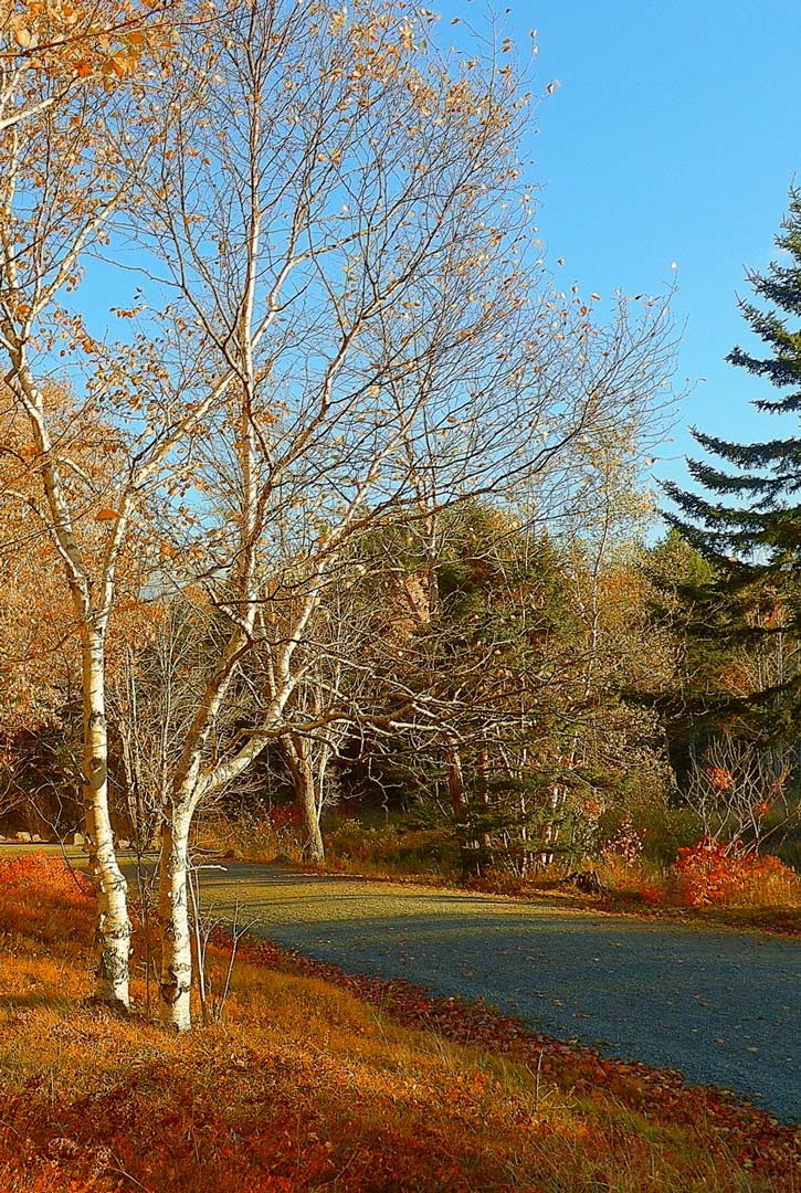 A paved narrow path through trees in autumn in Acadia National Park.