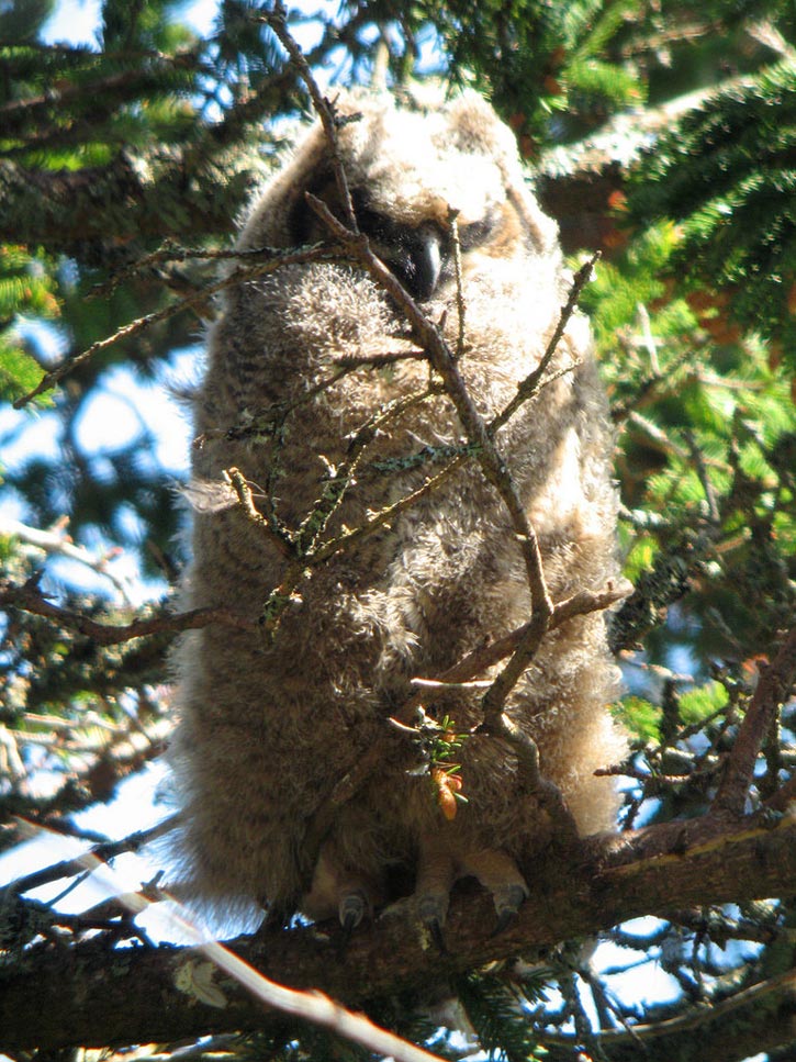 A fuzzy Great Horned Owl baby perched in a tree in Acadia National Park.
