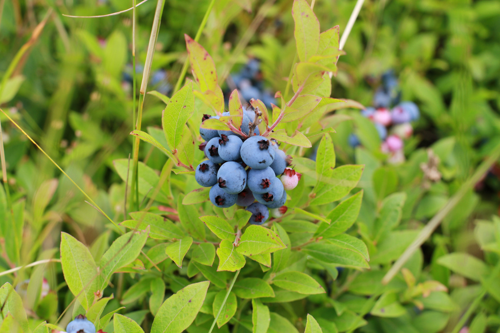 A cluster of blueberries on the bush.