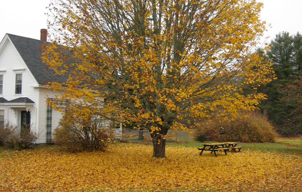 Yellow leaves are shedding from a large tree with a classic white farmhouse in the background.
