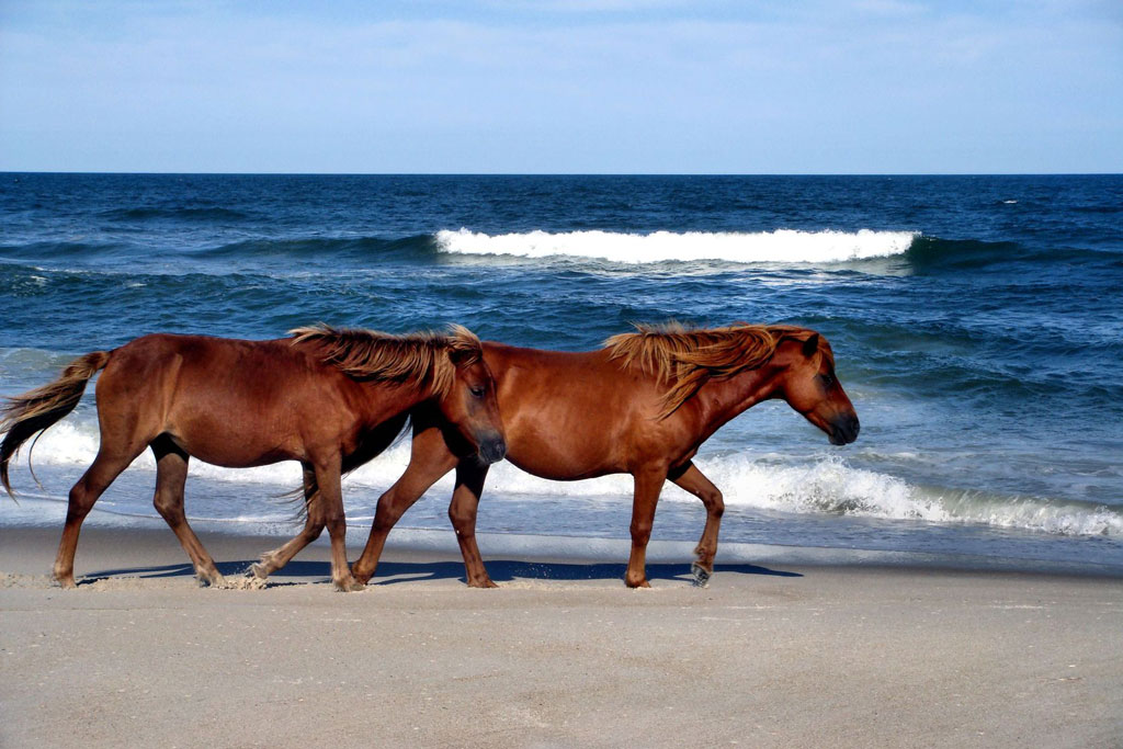 Two chestnut colored ponies walk along the sand by the rolling waves.