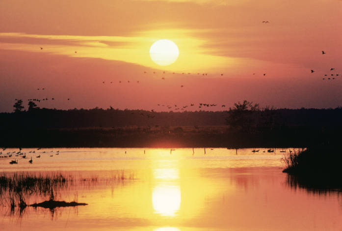 Silhouetted flocks of birds cross an orange sky as the sun reflects in the glassy surface of the water.