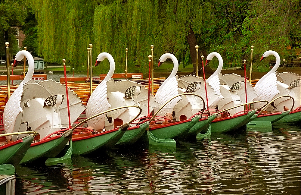 Multiple passenger, swan-shaped paddle boats lined up in a row at a dock.