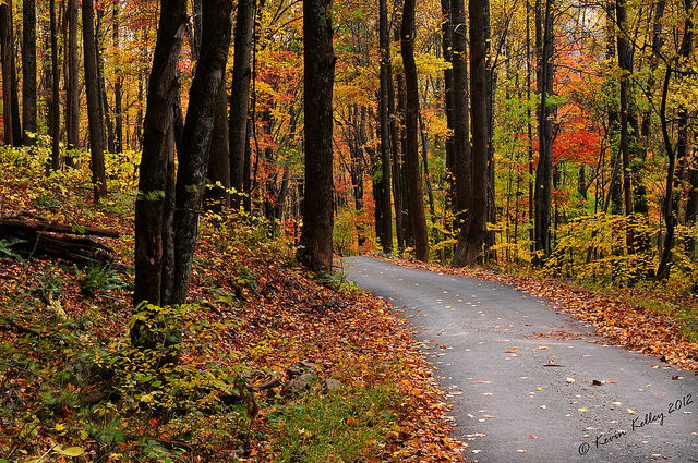 A paved road through the trees in Shenandoah National Park.