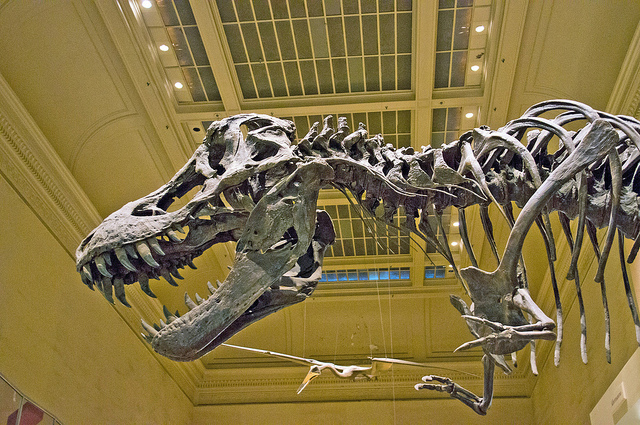 Skeleton of a Tyrannosaurus Rex at the Smithsonian Museum of Natural History.
