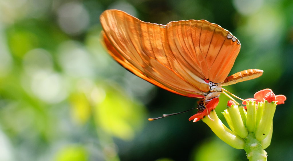 An orange-winged butterfly is perched on a flower.