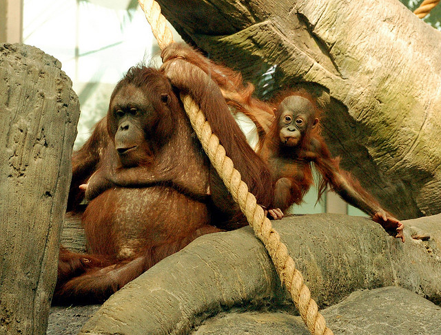 A baby oragutan stares at the camera from next to its mother.