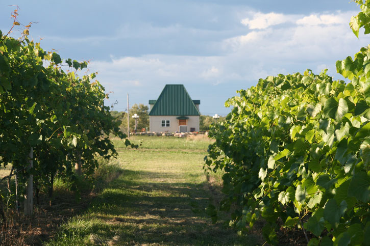 Vineyard view of Northern Sun Winery, the only Estate Grown winery in the U.P. with a tasting room on site.