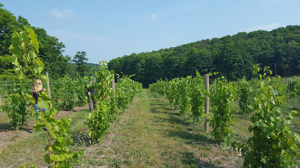 Grapes on the vine in a Marquette vineyard.