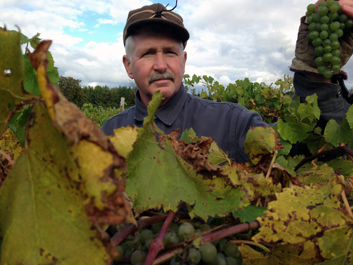 Winemaker Dave Anthony examining the grapes at harvest. 