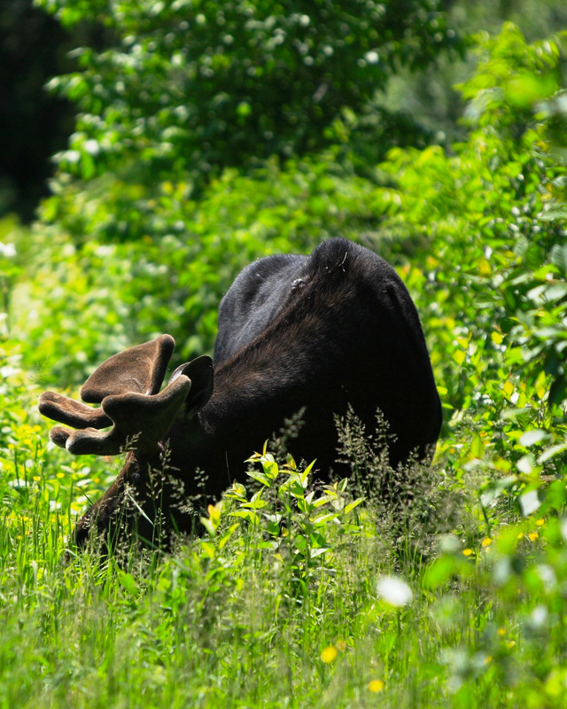 A bull moose grazing.