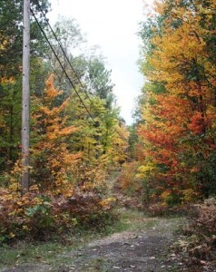 A leaf-strewn path winds between tall leaves with foliage just starting to turn yellow.