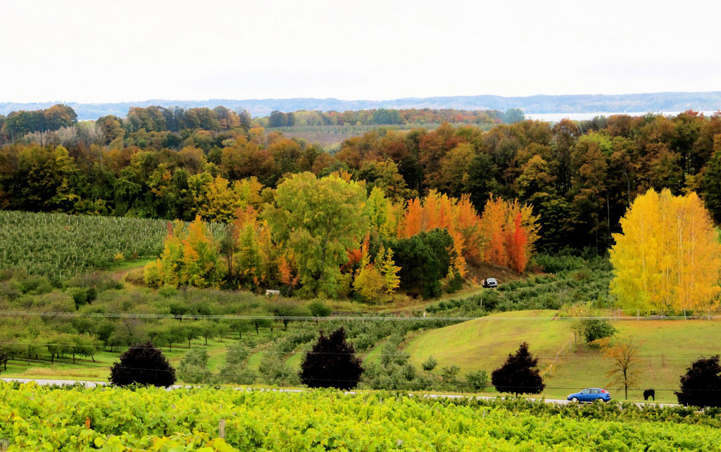 A blue car travels down a country road amidst orchards and vineyards with trees just starting to show fall colors.
