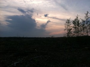 Silhouette of a few trees left standing beside a barren wasteland.