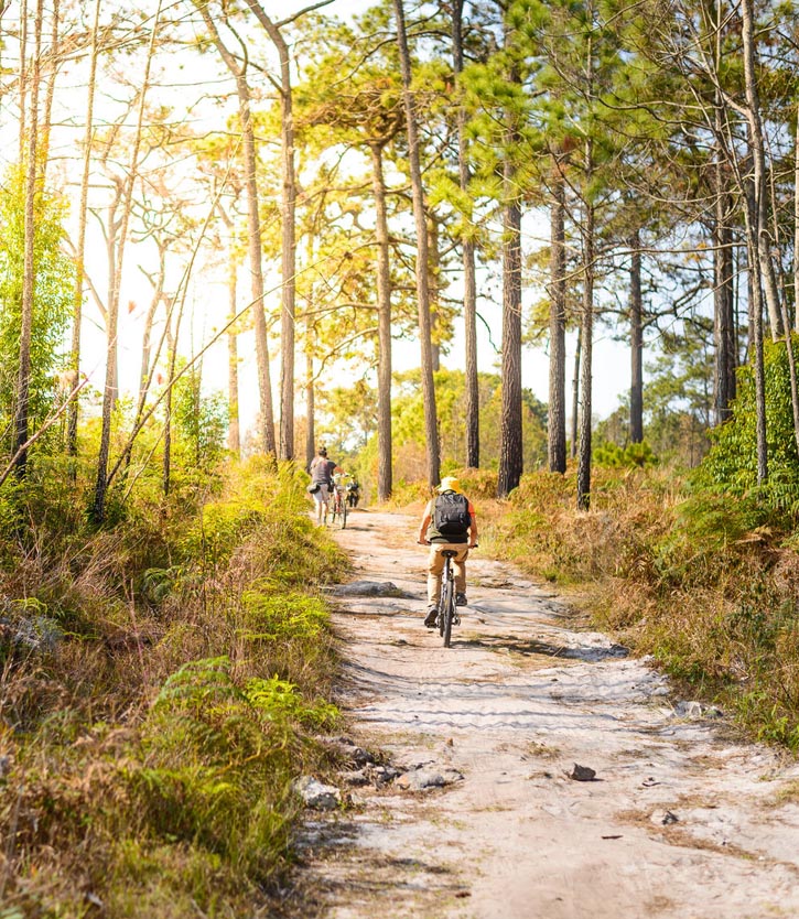 Cyclists ride up a gravel path in a pine forest.