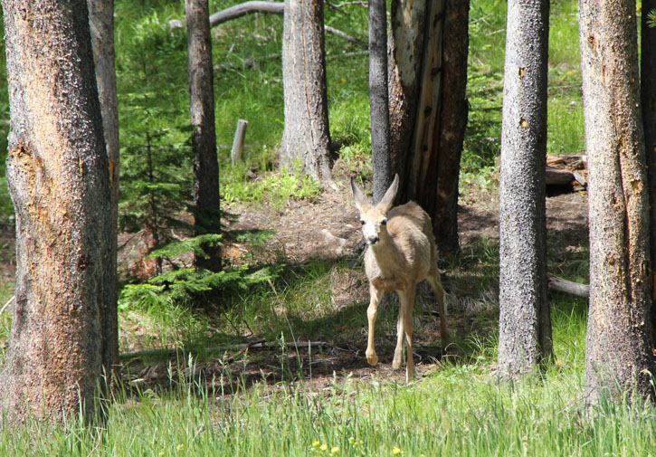 A mule deer roams around Webb Lake Ranger Station in the Scapegoat Wilderness.