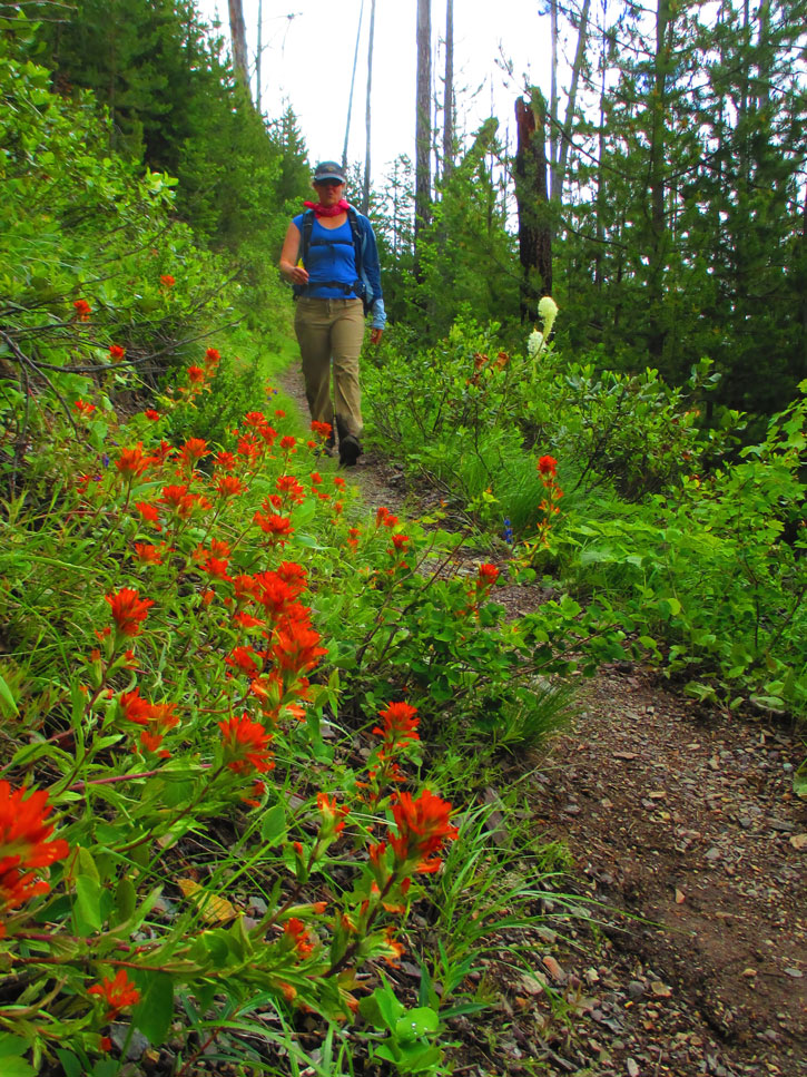A woman hikes along a path lined with orange wildflowers in Glacier National Park.