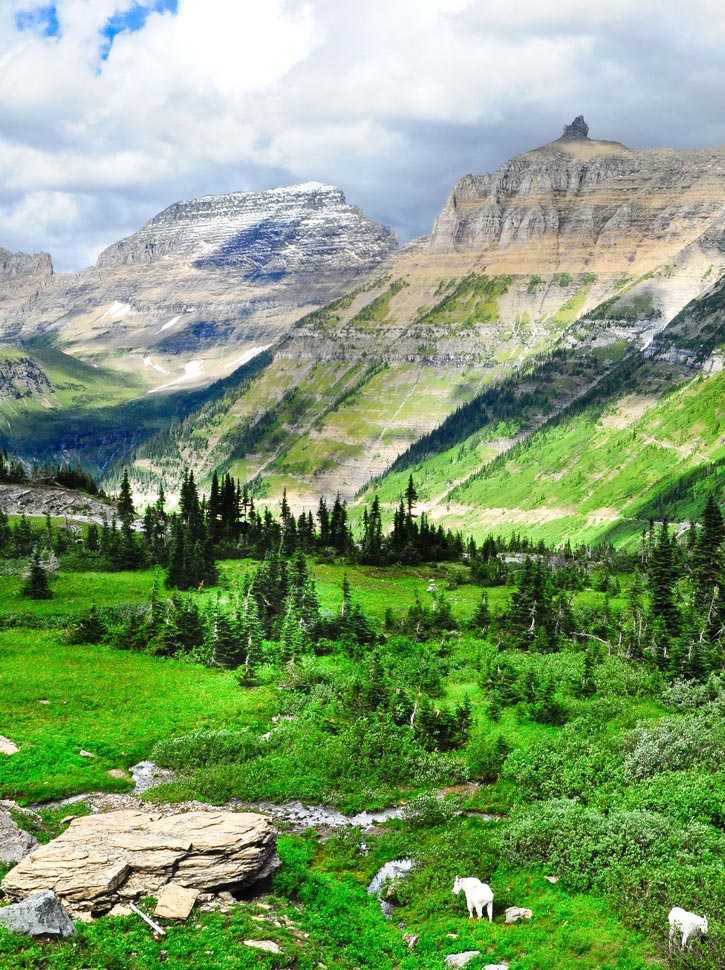 Mountain goats graze in a lush valley in Glacier National Park.