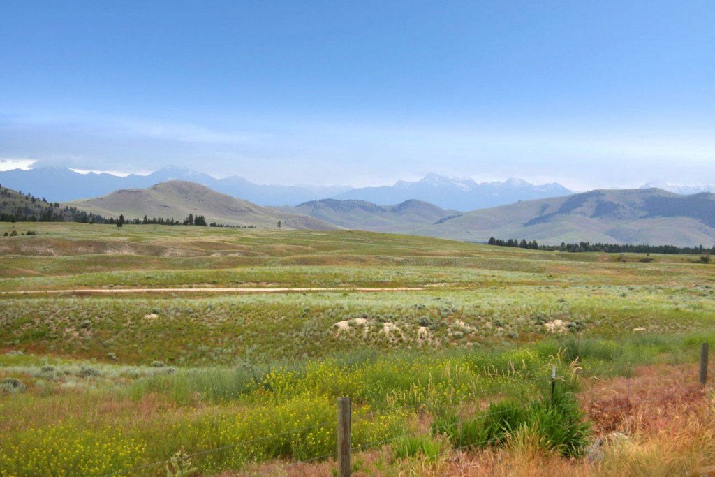 A grassy stretch of land dotted with wildflowers with the mountains visible in the distance.