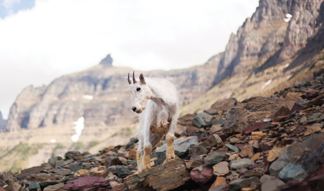 Shaggy mountain goats are a regular sighting in Glacier National Park.