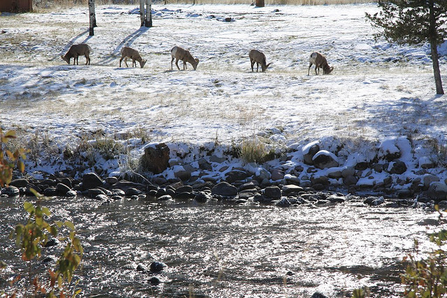 A row of sheep grazing along the snow-covered banks of Rock Creek.