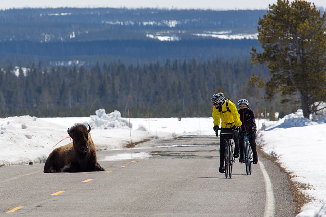 Two bicyclists pass a resting bison on a stretch of road in Yellowstone Naitonal Park.