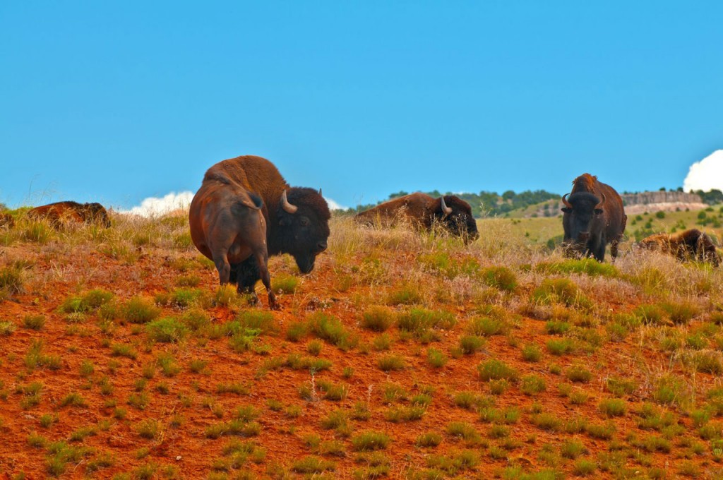A herd of buffalo graze in the red earth plains near Thermopolis.