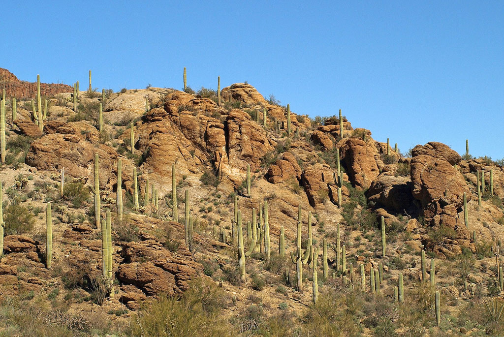 A rocky hillside studded with saguaro cacti.