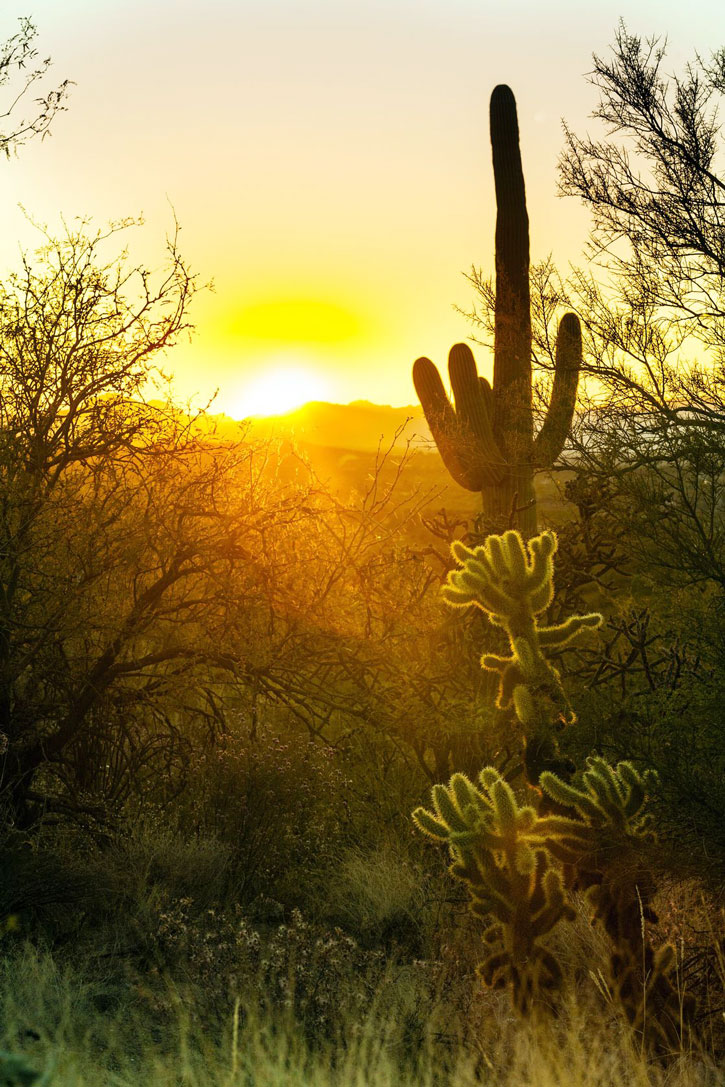 The sun goes down in the desert with Saguaro cactus silhouetted in the foreground.
