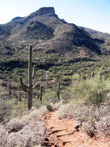 A narrow red dirt trail winds between scrub and cacti with a rising peak in the distance.