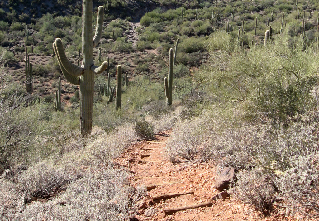 A red dirt trail cuts between brush and cacti.
