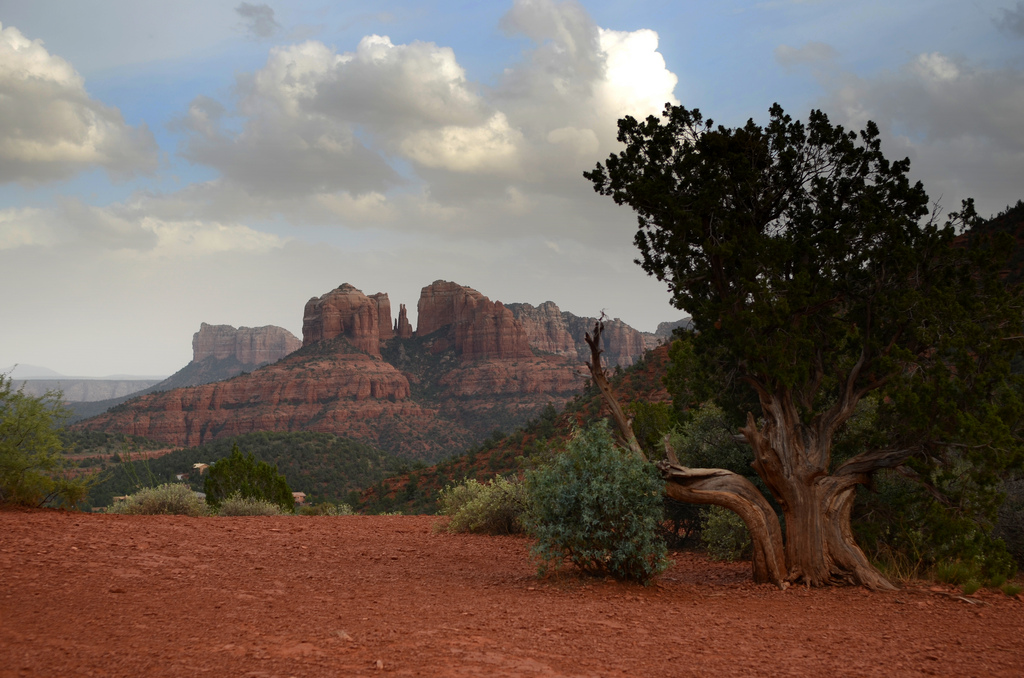A tree grows up out of red dirt while in the distance, clouds gather over striated cliffs of rock