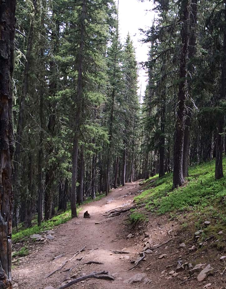 The tree-lined Winsor Trail (no. 254) mountain biking path.