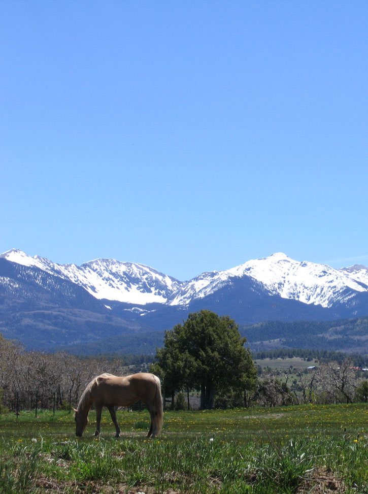 A horse grazing outside Truchas.