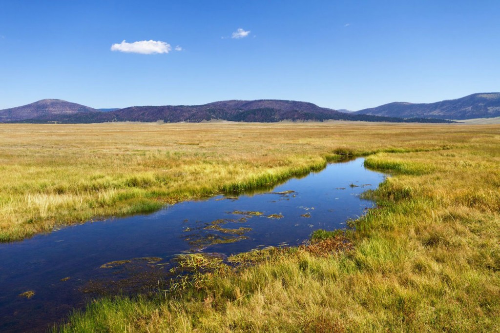 Pale grasses surround a pool of water in the Valles Caldera National Preserve.