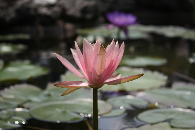 Closeup of a pink lily in a pond at the Zilker Botanical Garden.